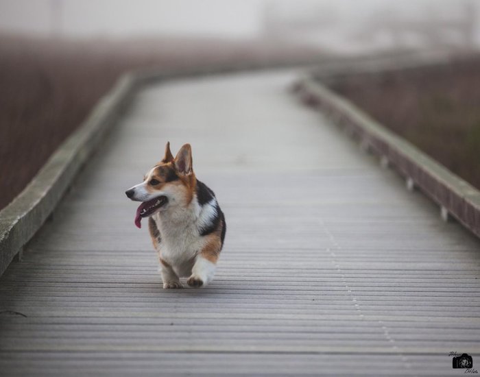 When you're cool and you know it - The photo, Dog, Corgi, Biscuit, Happiness, Fabulous, Welsh corgi pembroke, Walk