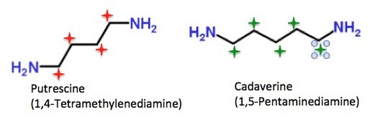 Кадаверин это. Путресцин и кадаверин. Что такое Путрицин. Биороль путресцина. Кадаверин формула.