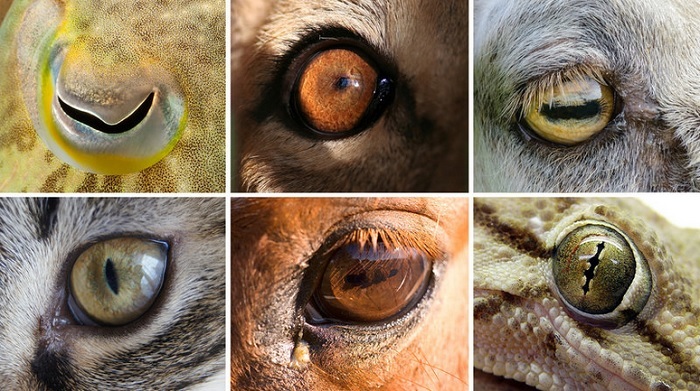 Почему у животных зрачки разной формы? Наука, Эволюция, Животные, Зрение, Зрачки, Копипаста, Лонгпост