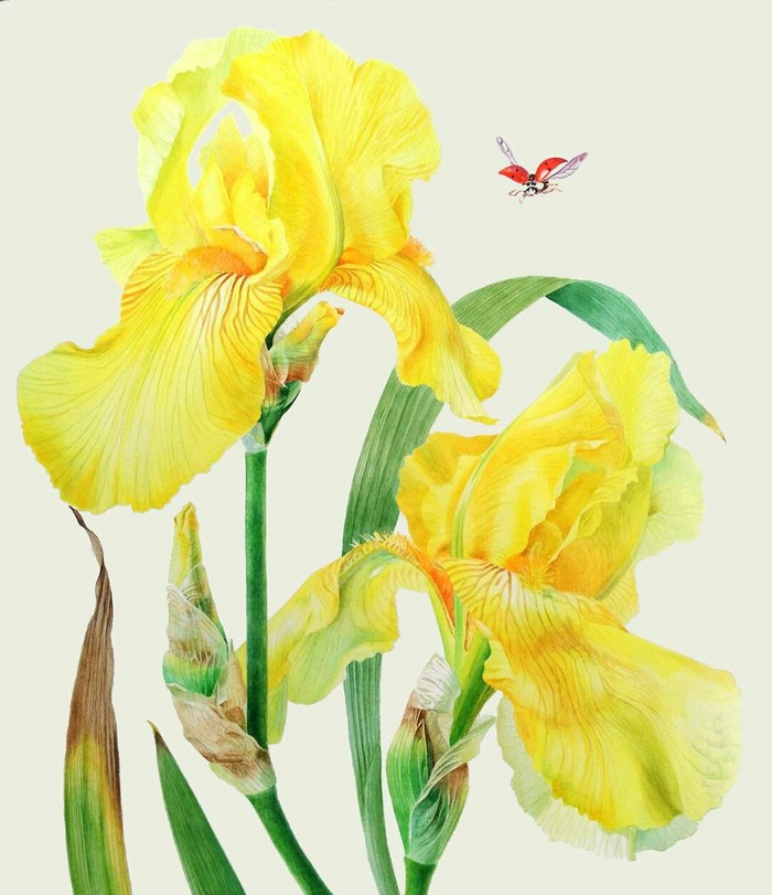 Yellow irises. Watercolor - My, Botanical illustration, Watercolor, Drawing, Irises, Flowers