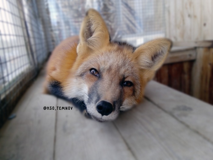 The main function of the fox is to suspect you of hiding goodies - My, Kira, Domestic fox, Lisa Kira, Fox, Animals, Milota