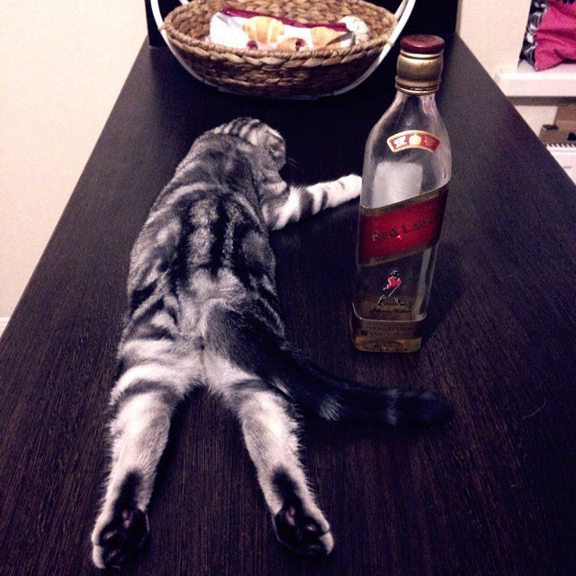 Finally Friday! Drink again? Before and after! - Friday, Alcohol, Relaxation, The photo, Relax, Longpost, cat, Whiskey