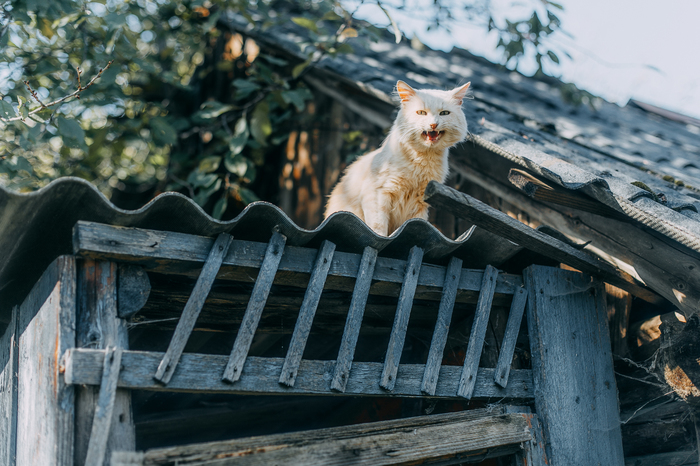 Smile - My, cat, Village, Smile