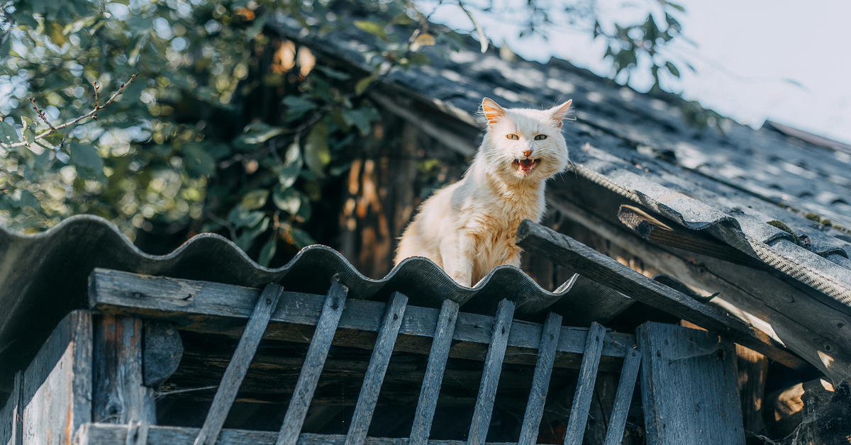 Кот в деревне
