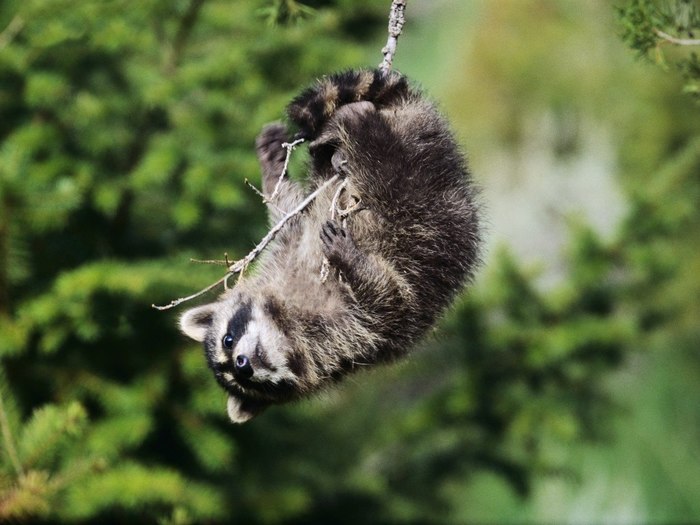 Riddle: An animal is hanging, you can’t eat ... - Raccoon, Milota, Animals, Handsome men, Povis