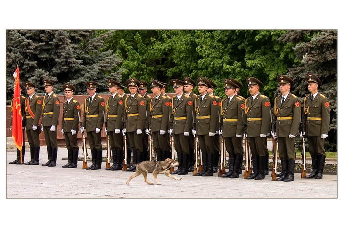 I will lead the parade! - My, Dog, The soldiers, Parade
