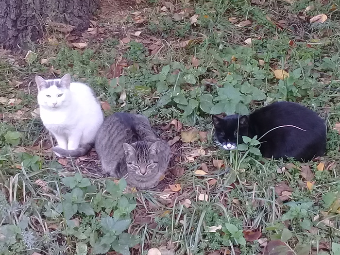 Three sad kittens - Kittens, Children's fairy tales, cat, Pets