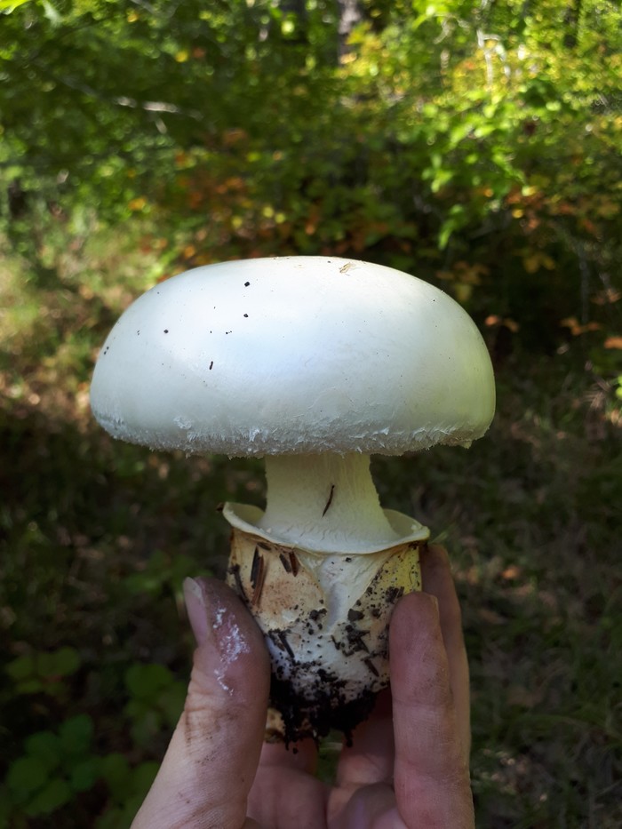 Ядовитые грибы краснодарского