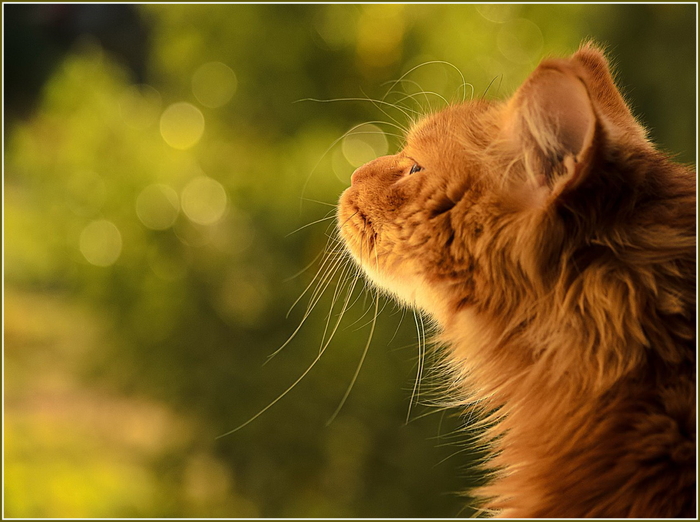 Archie - cat, Catomafia, The photo, Redheads, Longpost