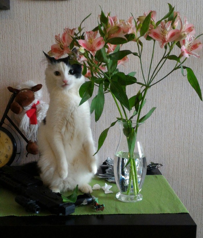 Untitled. - My, cat, Flowers, Basil, Vasya