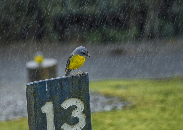 Thirteen - Birds, Rain, Number thirteen, The photo