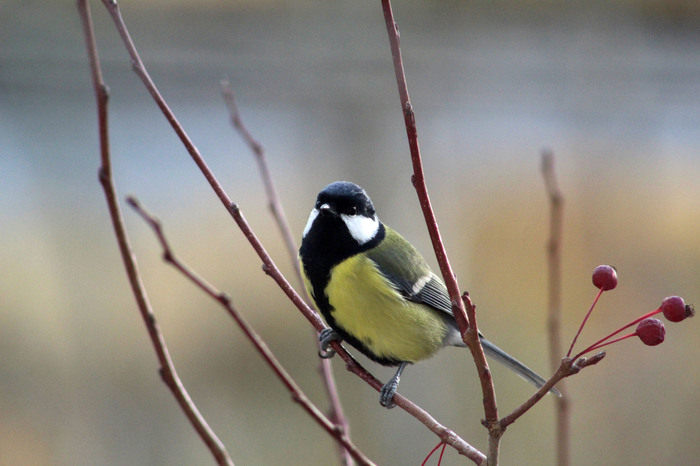 A few titmouse for the coming winter - Birds, My, Longpost, Tit, Beginning photographer