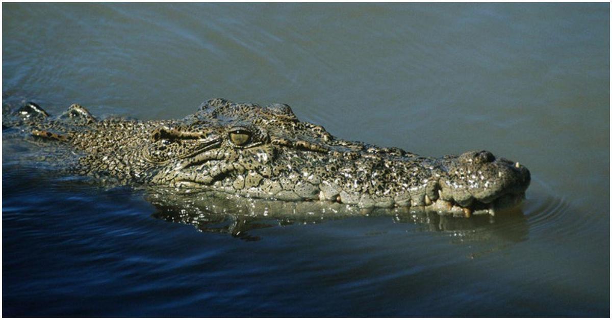 Крокодилы в соленой воде. Крокодил в воде. Крокодил плывет. Крокодил под водой. Гребнистый крокодил под водой.