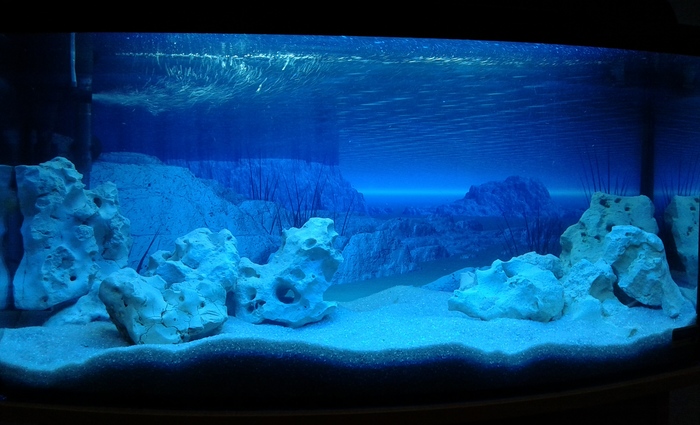 Everyday life of an aquarist - My, Aqua design, , cichlid, Aquarium, Longpost