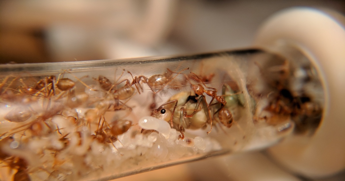 Муравьи черви. Суперколония муравьёв. Муравьиная колония. Муравьи колония. Муравьиная дорожка.