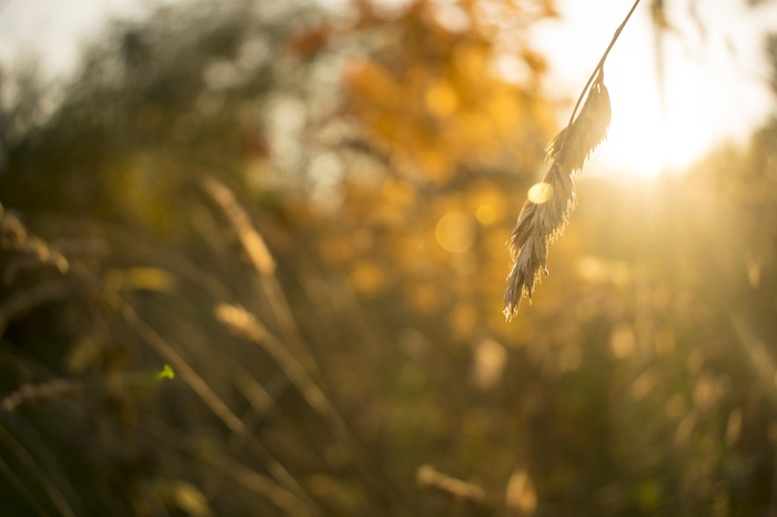 Autumn is so .... inspiring) - My, Beginning photographer, Autumn, Autumn mood, The photo, Longpost