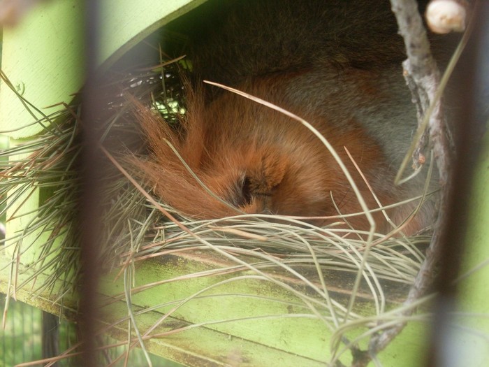 On the subject of sleeping squirrels - My, Squirrel, Dream, The photo