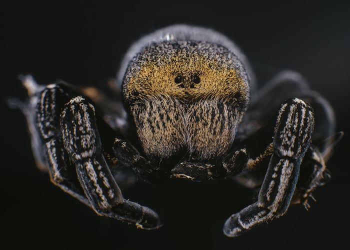 black fathead - My, Spider, , The photo, Arachnida, Nikon, Uralsk, Macro, Macro photography