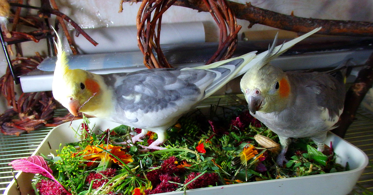 Что есть попугаи в домашних условиях