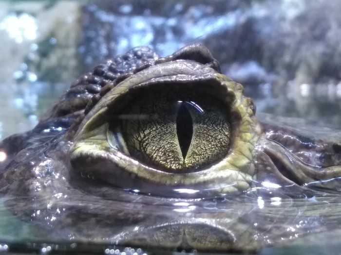 Глаз дракона