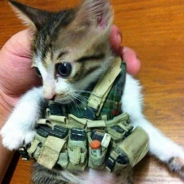 Я скачал пикабу, привет.