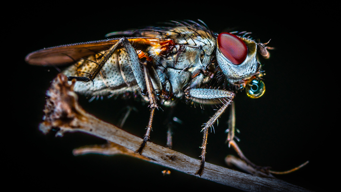 Fly - My, Муха, Dipteran, Insects, Macrohunt, Macro, Mp-e 65 mm, Macro photography