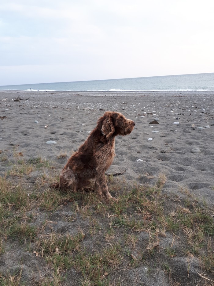 Real sea dog - Beach, Dog, Sea, My