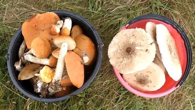 Autumn boletus and umbrellas - My, Mushrooms, Boletus, Umbrella Mushroom, autumn mushrooms, , 