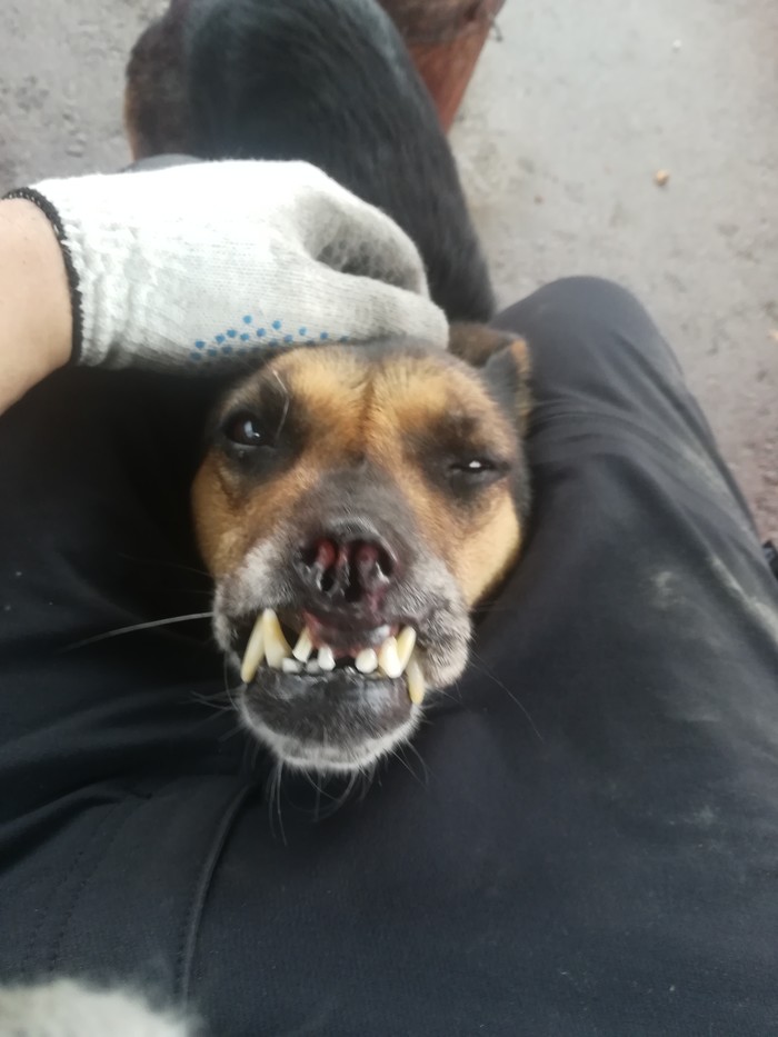 Страшнопёс