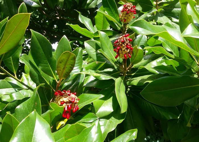 magnolia fruit - Magnolia, My, Fruit