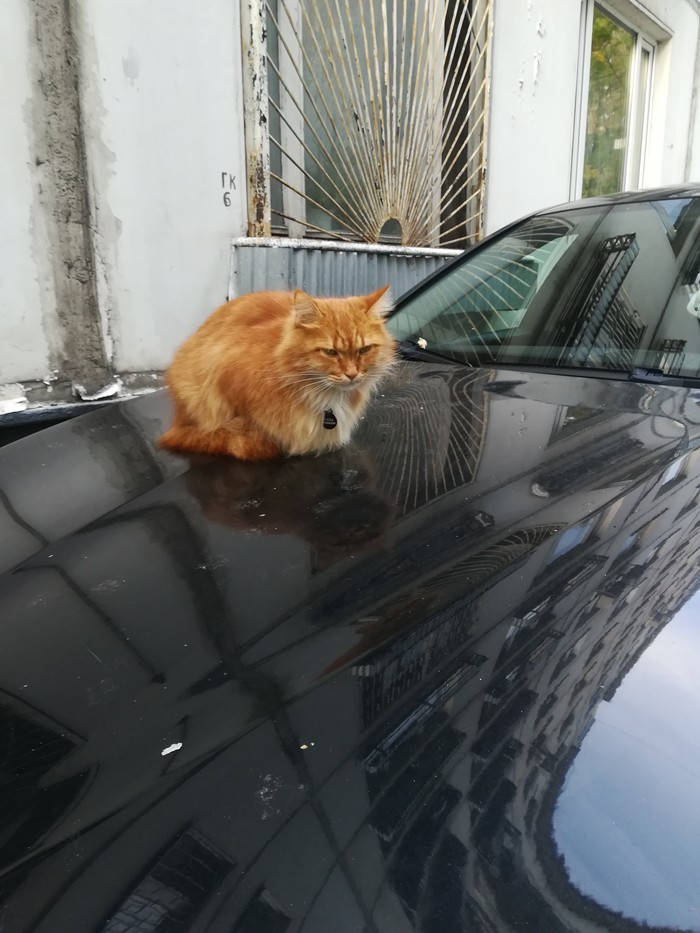 Doesn't bark, doesn't bite, guards the car - cat, Longpost, Automotive classic