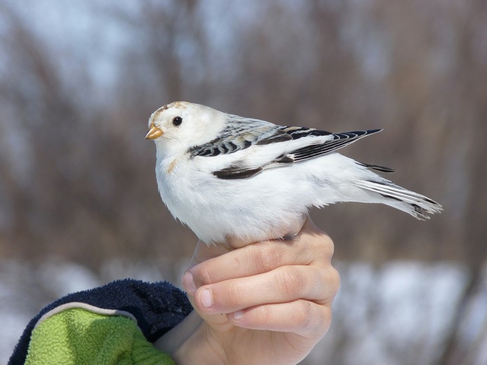,    (. Plectrophenax nivalis) , ,  , , , ,   , 