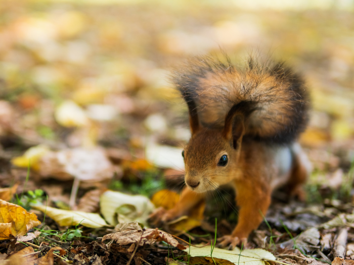 autumn squirrel - My, The photo, Squirrel, Autumn