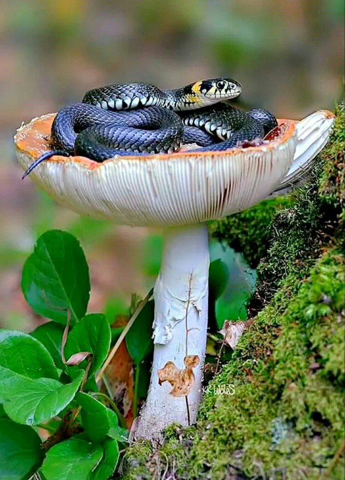 Already on your throne. - Already, , Mushrooms, Forest, Nature, Throne