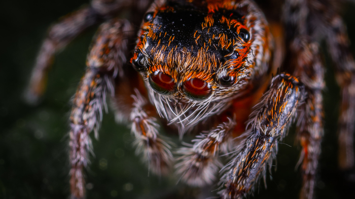 Jumping spider - My, Arachnida, Spider, Macro, Macrohunt, Jumping spider, Mp-e 65 mm, Macro photography