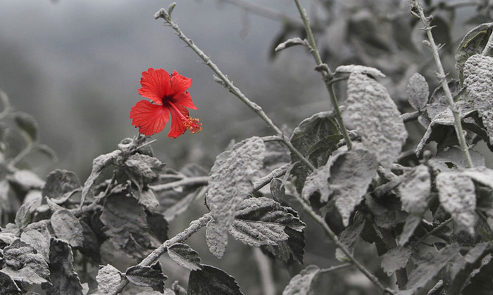 without Photoshop - Hibiscus, The photo, Beautiful, Flowers, Red, From the network, Photoshop