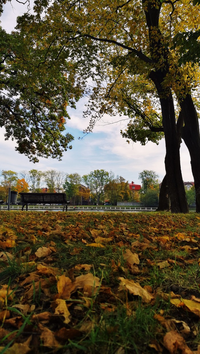 Green-golden autumn of Kaliningrad - My, Cityscapes, Autumn, Kaliningrad, Foliage, Baltika, Longpost, Street photography