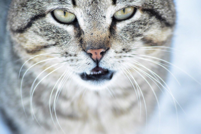 Karelian cat and a question from a newbie - My, My, cat, Карелия, Photographer, Beginning photographer, Новичок