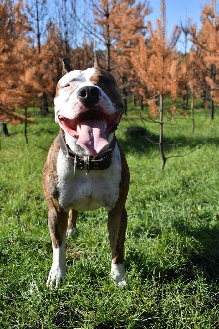 Good boy - My, Dog, Staff, Amstaff, PHOTOSESSION, Longpost