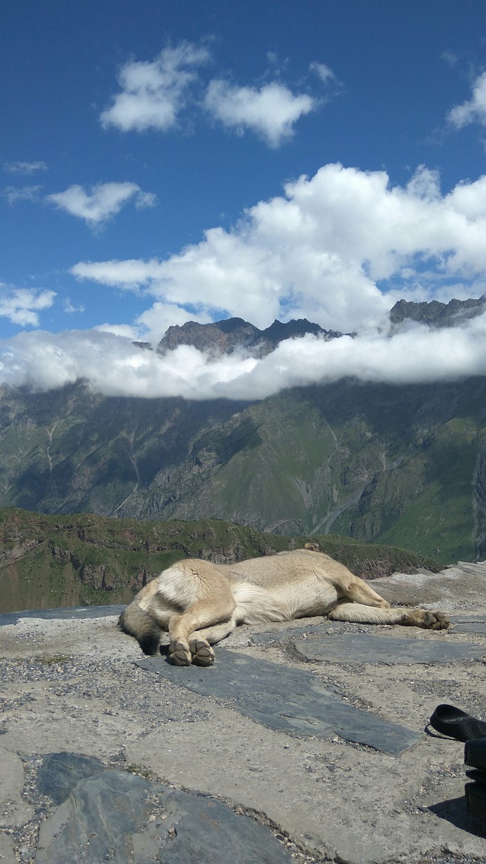 When I felt the calm of the mountains - My, Kazbek, Georgia, The mountains, Dog, Trinity Church, Longpost