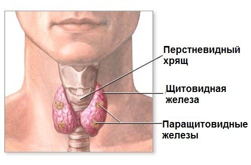 Simple complex endocrinology [2]. - My, The medicine, Longpost, Thyroid