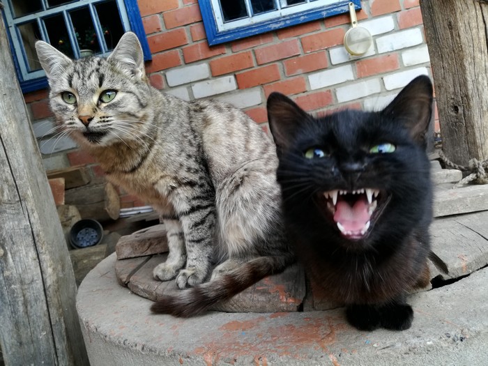 Местная котомафия