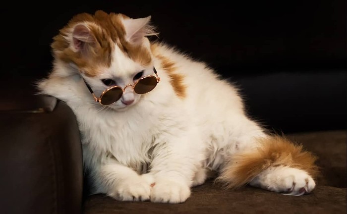 Master of reincarnation, he is a cat Peach - My, cat, Glasses, Catomafia, Animals, Parody, Grigory Leps, The photo, Longpost