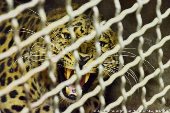 How to take care of predators. - My, Moscow Zoo, Zoo, Cat family, Snow Leopard, Longpost