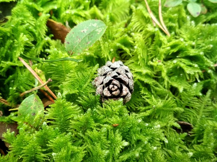 Beautiful Belarusian forest in your feed - My, Forest, beauty of nature, beauty, Mushrooms, Cones, Nature, Longpost