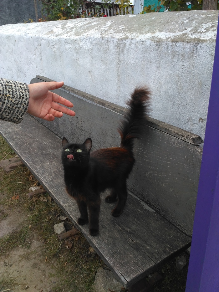 fiend - Village, Black cat, cat