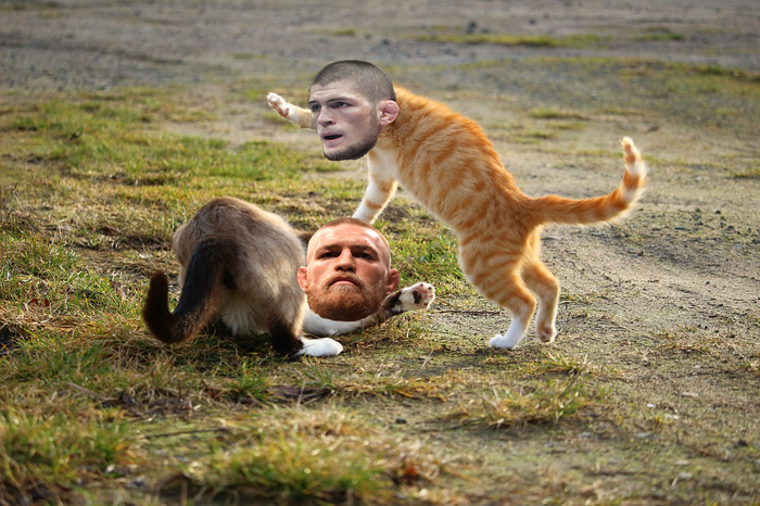 Конор и Хабиб cat version