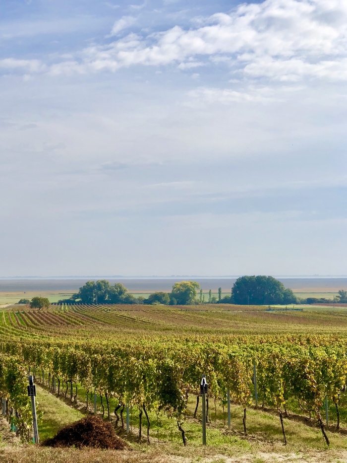 Walk through the vineyards. Rust, Burgenland. Austria - My, Austria, Vineyard, Autumn, Longpost, The photo