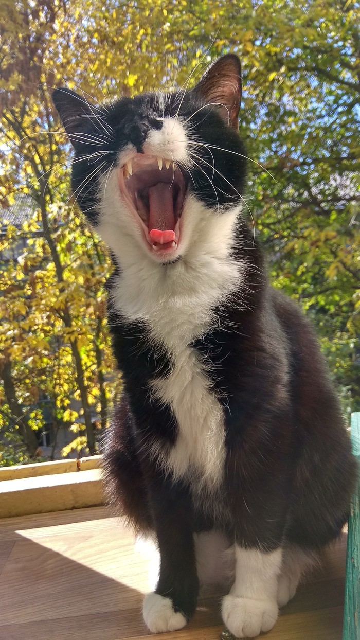 Say A - My, Yawn, cat