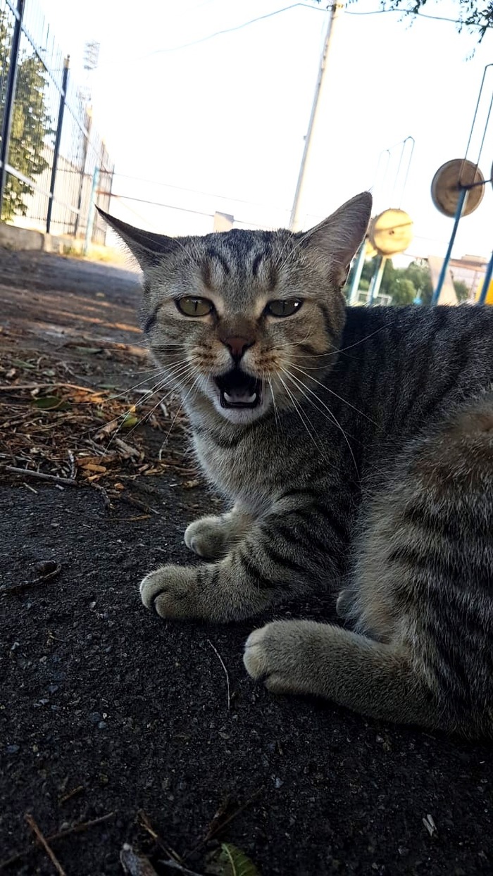 Here is such a handsome man I met in training ... - My, My, The photo, cat, Pets